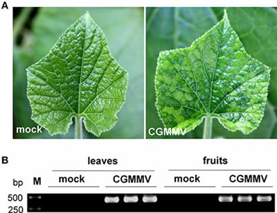 Different Virus-Derived siRNAs Profiles between Leaves and Fruits in Cucumber Green Mottle Mosaic Virus-Infected Lagenaria siceraria Plants